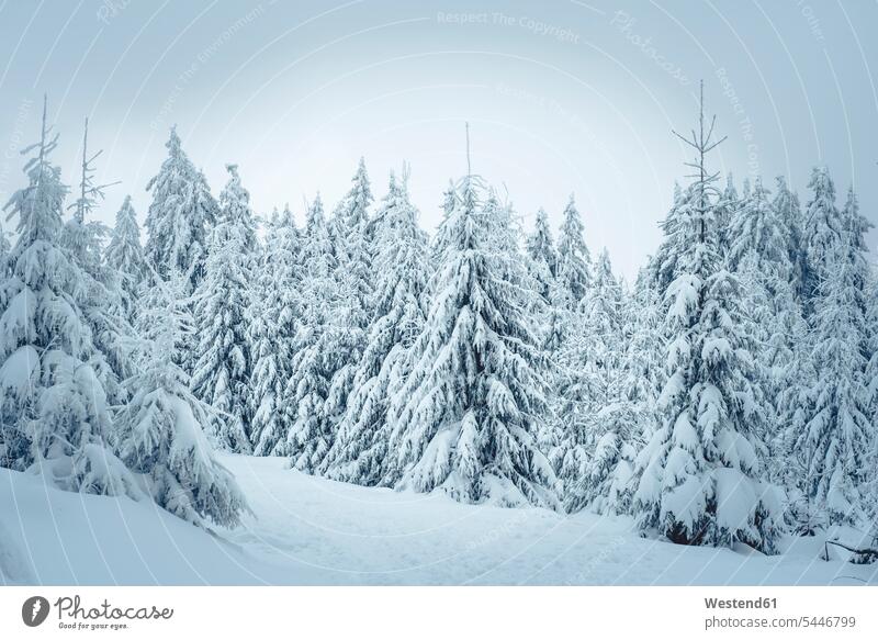 Deutschland, Hessen, Hochtaunuskreis, Feldberg, Winterlandschaft mit schneebedeckten Bäumen winterlich Winterzeit Schönheit der Natur Schoenheit der Natur Ruhe