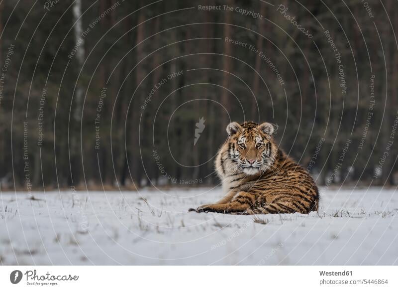Junger sibirischer Tiger im Schnee liegend Sibirischer Tiger Amurtiger Panthera tigris altaica Sibirische Tiger Amur-Tiger ein Tier 1 Einzelnes Tier eins