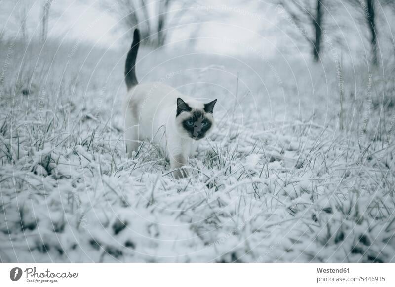 Siamkatze läuft auf verschneiter Wiese weiß weißes weißer weiss kalt Kälte siamesische Katze Siamkatzen Siamesen Tiermotive Tierthemen Kater Niemand Winter