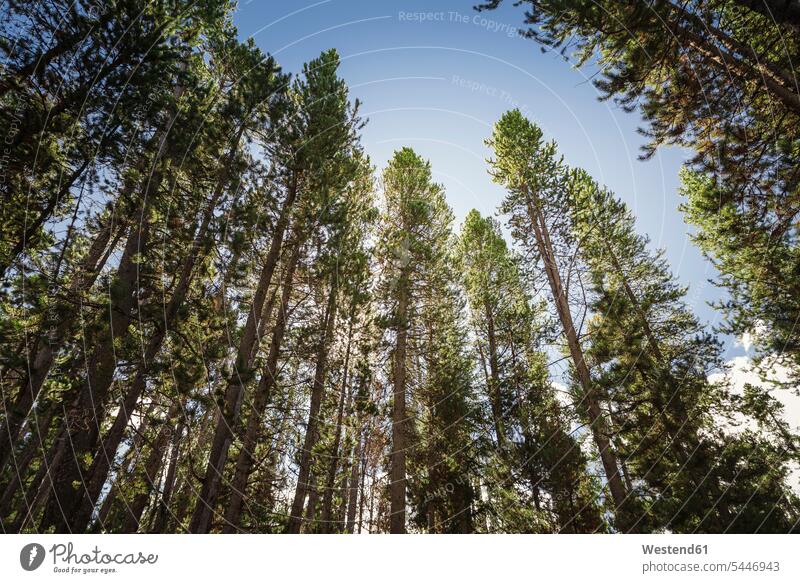 USA, Wyoming, Yellowstone-Nationalpark, Wald hoch Baum Bäume Baeume Nadelbaum Nadelbäume Coniferae Nadelbaeume imposant beeindruckend Ruhe Beschaulichkeit ruhig