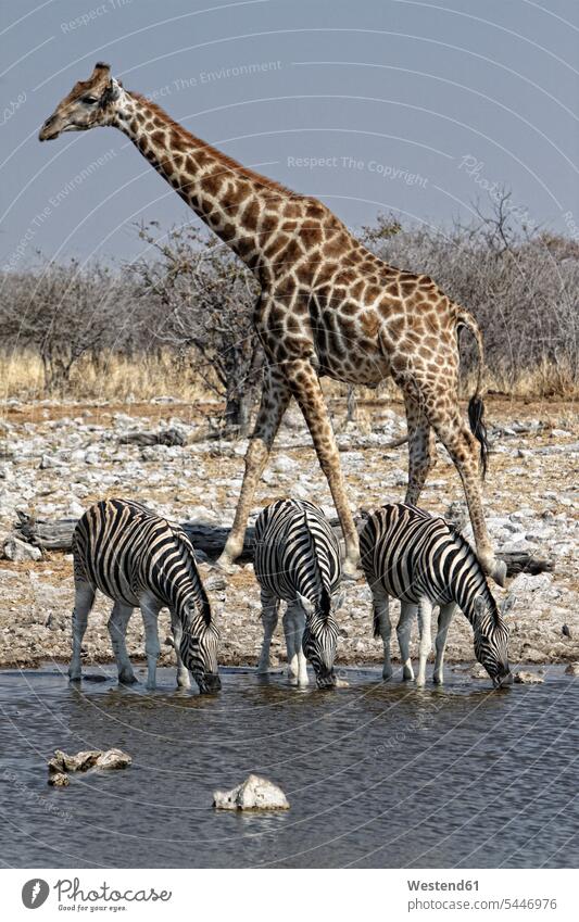 Namibia, Etoscha-Nationalpark, Giraffen und Zebras trinken an einer Wasserstelle Etosha Tiermotive Tierthemen Etosha-Nationalpark Giraffa camelopardalis stehen