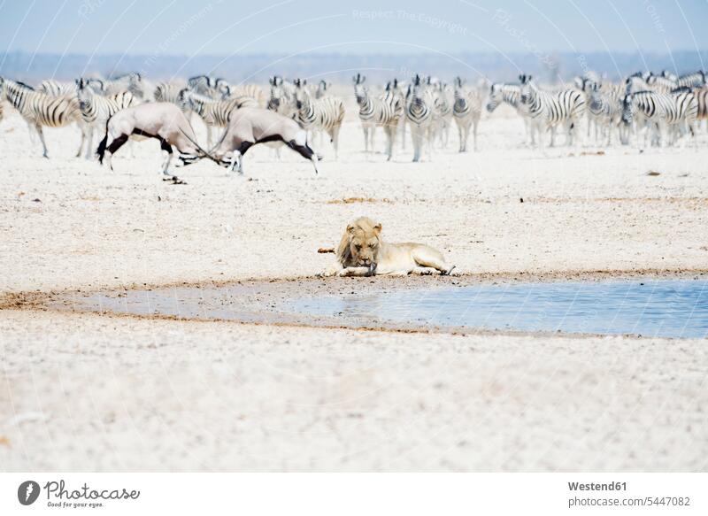 Namibia, Etoscha-Nationalpark, am Wasserloch rastender Löwe mit einer Zebra- und Oryxherde im Hintergrund Loewe Loewen Panthera leo Löwen Wildleben wildlife