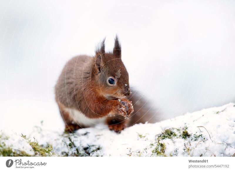 Porträt eines fressenden eurasischen roten Eichhörnchens im Schnee weißer Hintergrund weisser Hintergrund Wildleben wildlife Sciurus vulgaris Blickkontakt