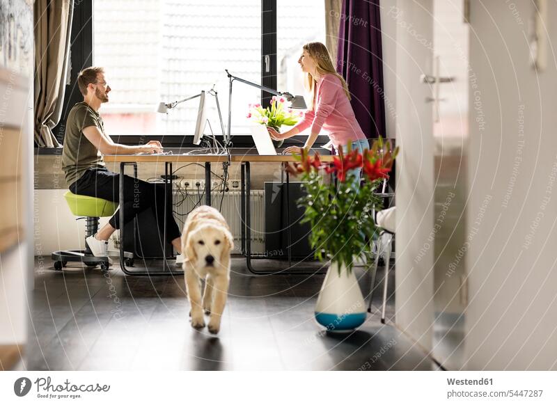 Mann und Frau mit Hund arbeiten zu Hause am Schreibtisch Hunde Arbeitstisch Schreibtische Zuhause daheim Männer männlich Paar Pärchen Paare Partnerschaft