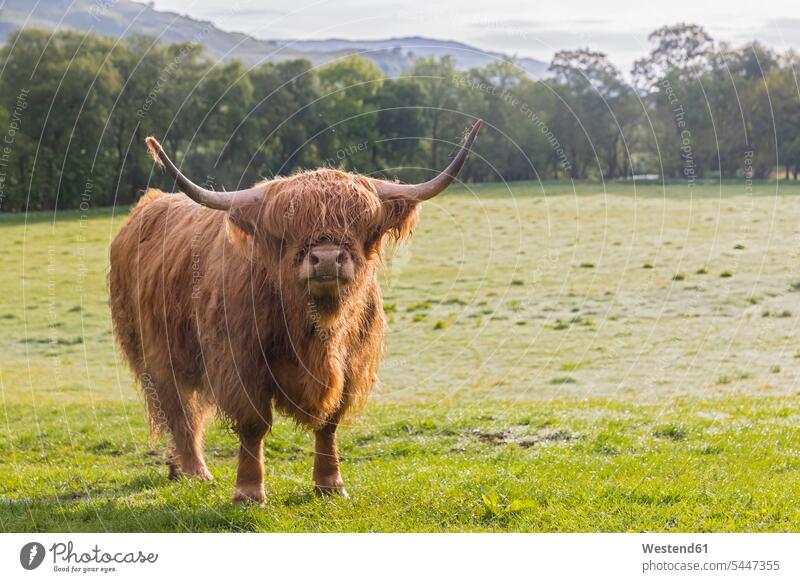 Großbritannien, Schottland, Schottisches Hochland, Hochlandrinder Blick blicken Blicke stehen stehend steht Viehwirtschaft Niemand Stier Stiere Bulle Bullen