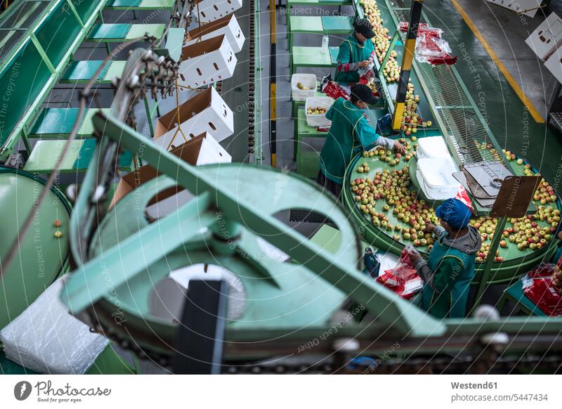 Frauen arbeiten in einer Apfel-Fabrik Beruf Berufstätigkeit Berufe Beschäftigung Jobs authentisch Authentizität Arbeiterin Arbeiterinnen Sortiermaschine