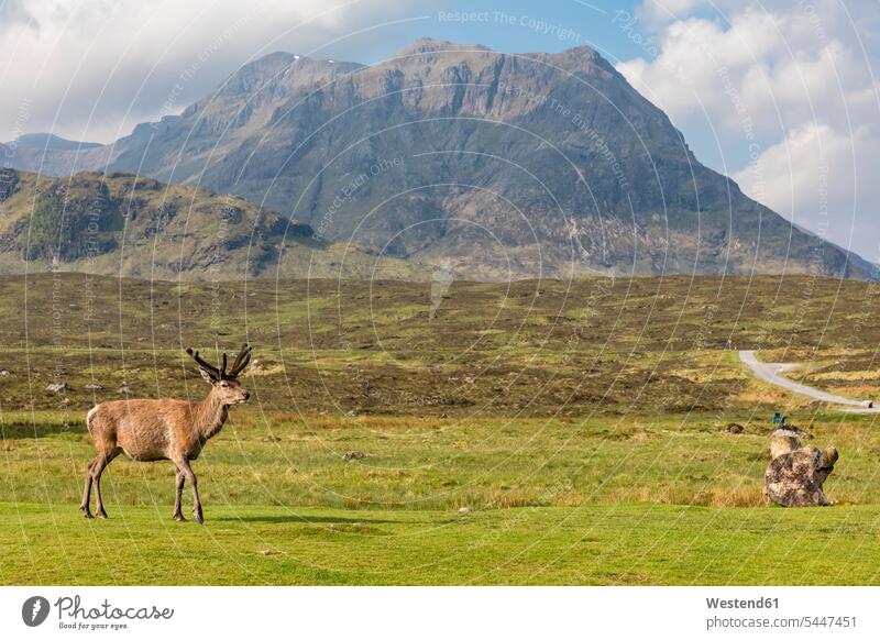 Grossbritannien, Schottland, Highland, Glencoe, Rothirsch im Bergmassiv Buachaille Etive Wolke Wolken Massiv Gebirgsmassiv Natur Berge Wildtier Wildtiere