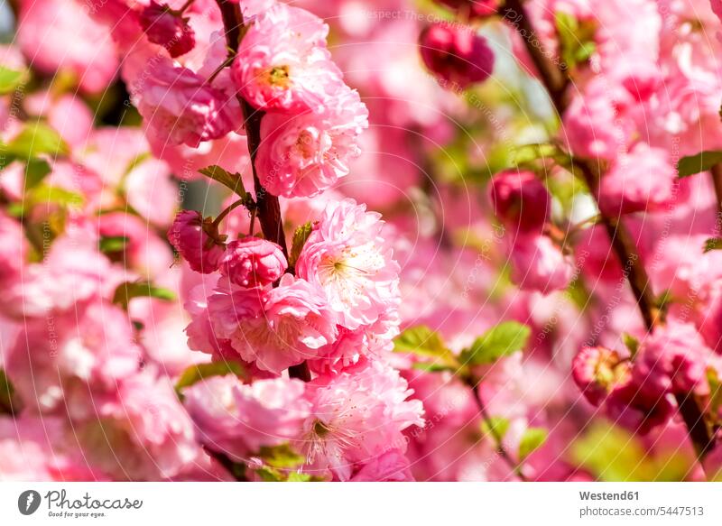 Mandelbaumzweige mit rosa Blüten pink pinkfarben Mandelbäume Mandelbaeume Prunus Dulcis Formatfüllend bildfuellend bildfüllend Formatfuellend