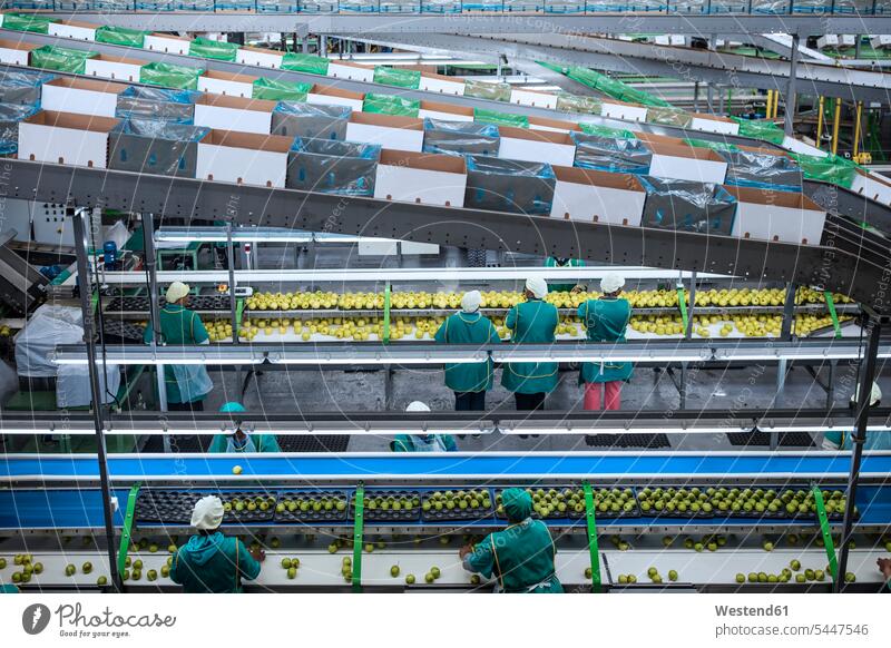 Frauen arbeiten in einer Apfel-Fabrik Fabrikgebäude Fabrikgebaeude Fabriken Gruppe Gruppe von Menschen Menschengruppe Maschine Maschinen Arbeiterin