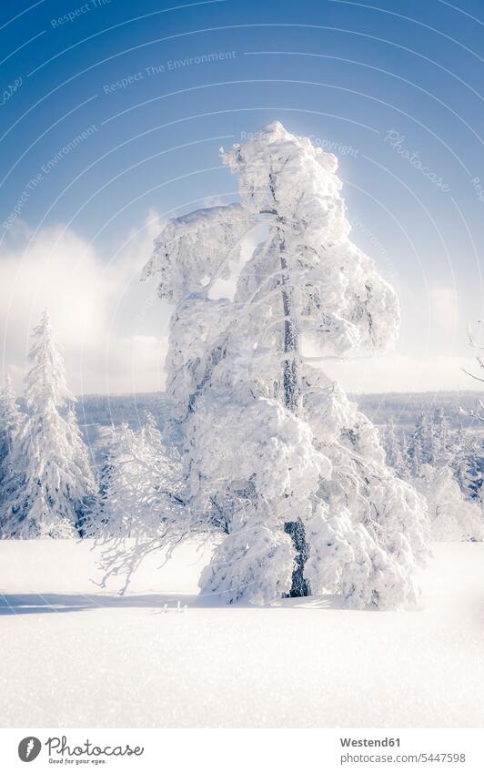 Deutschland, Baden-Wuerttemberg, Schliffkopf, schneebedeckter Baum im Schwarzwald hoch Höhe Baden-Württemberg Außenaufnahme draußen im Freien weiß weißes weißer