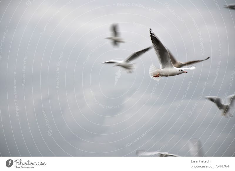 flieg Tier Vogel Möwe Tiergruppe Wolken Wind fliegen frei schön Farbfoto Außenaufnahme Tierporträt