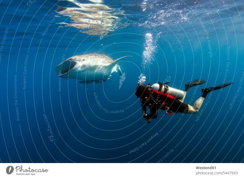 Indonesien, Papua, Cenderawasih-Bucht, Taucher beim Beobachten des Walhais Walhaie Rhincodon typus Taucherin Taucherinnen tauchen Hai Moderne Haie Neoselachii