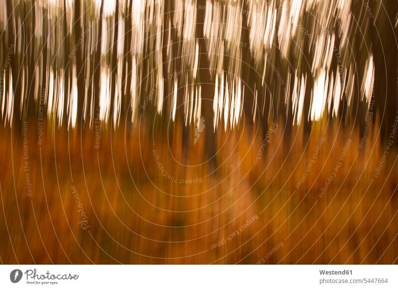 Abstrakter Wald im Herbst Frankreich Formatfüllend bildfuellend bildfüllend Formatfuellend Baumstamm Stamm Stämme Baumstämme Forst Wälder braun herbstlich