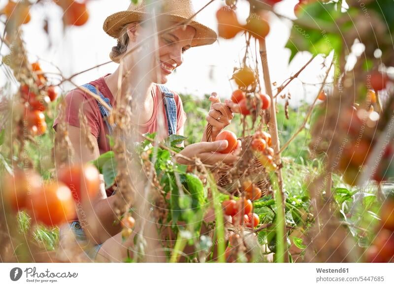 Junglandwirt pflückt reife Tomaten Speisetomaten pflücken Gemüse Gemuese Essen Food Food and Drink Lebensmittel Essen und Trinken Nahrungsmittel lächeln Garten