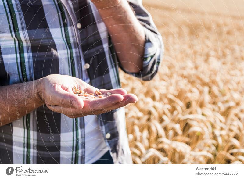 Die Hand eines Senior-Landwirts mit Weizenkörnern, Nahaufnahme Bauer Landwirte Bauern Triticum sativum Hände Landwirtschaft Getreide Korn Pflanze Pflanzenwelt