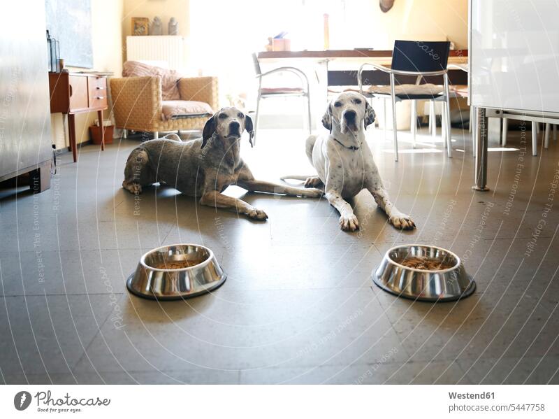 Zwei Hunde zu Hause neben den Schüsseln liegend Gemeinsam Zusammen Miteinander Wohnung wohnen Wohnungen Tiermotive Tierthemen Zuhause daheim Tierportrait