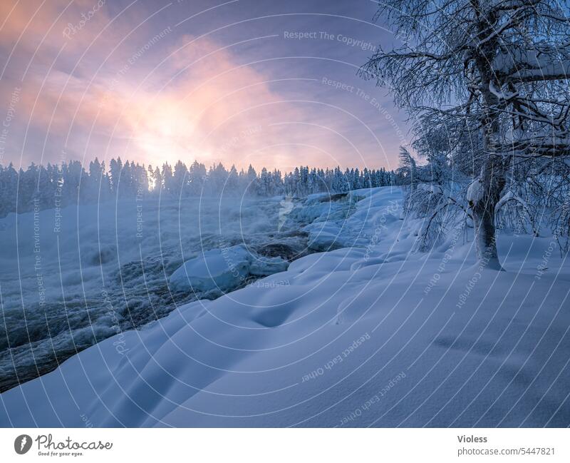 Storforsen Stromschnellen im Abendlicht IX norrbotten Norrbottens län Schweden Nordschweden Naturreservat Winter Frost Schnee kalt gefroren Abendröte Tannen