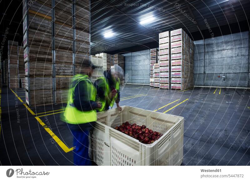 Zwei Arbeiter inspizieren Äpfel im Vertriebslager Lagerhalle Lagerhallen Apfel Aepfel sortieren Sortierung einsortieren arbeiten Job Depot Obst Früchte Essen