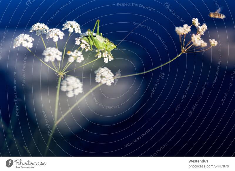 Heuschrecke Isophya pyrenea und Biene auf Blüte Spanien Außenaufnahme draußen im Freien differenzierter Fokus Wildleben wildlife Tiermotive Tierthemen Blume