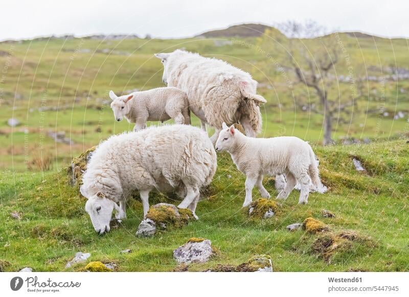 Großbritannien, Schottland, Schottische Highlands, Schafherde Lamm Lämmer Natur Herde Herden Außenaufnahme draußen im Freien Gras Schottisches Hochland