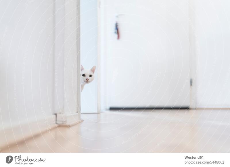 Weiße Katze zu Hause hell neugierig interessiert Neugier Neugierde ein Tier 1 Einzelnes Tier eins einzeln Fußboden Fußboeden Fussboeden Fussboden Fußböden