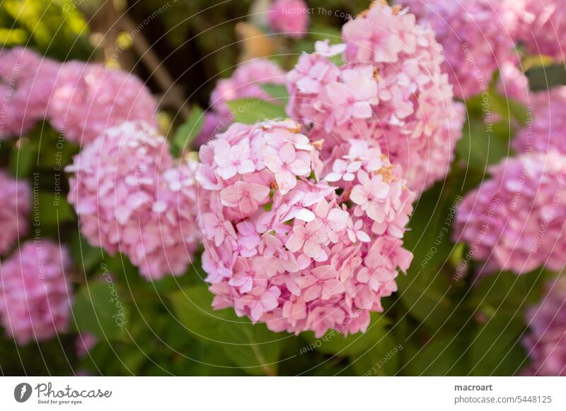 Blüten der Gartenhortensie (Hydrangea macrophylla) hydrangea rosa alkalischer boden basisch rosa blätter sommer spätsommer pflanze blume strauch busch uchs