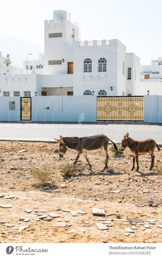 Esel mit Jungem neben einer Strasse  vor orientalischem Gebäude junges Tier Ohren Orient Oman Haus Architektur Tag Fenster Tradition Ferien & Urlaub & Reisen