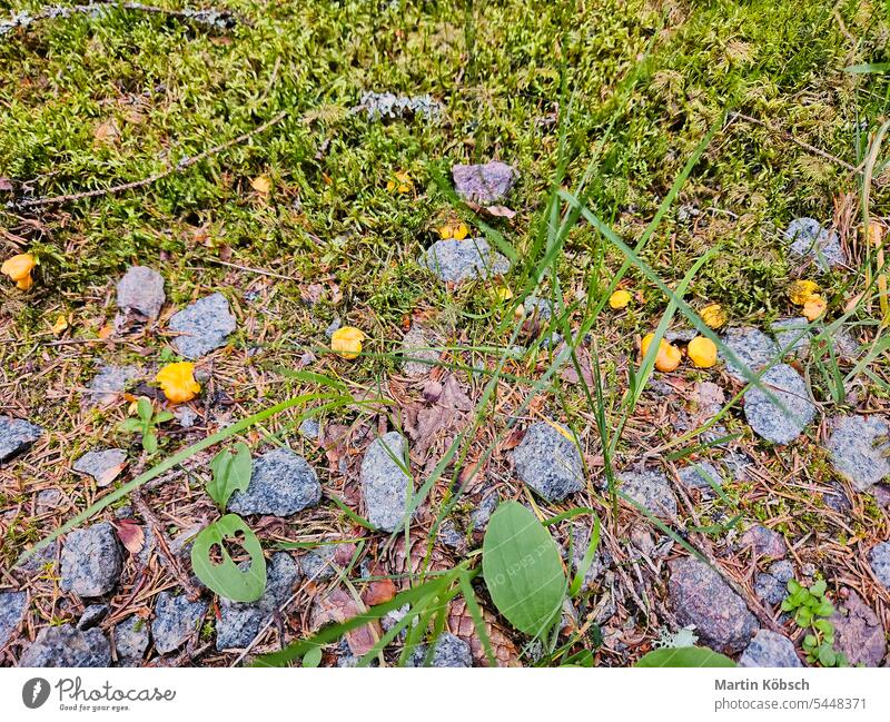 Pfifferlinge am Wegesrand. Sammeln von Lebensmitteln in der Natur. Pilze beim Wandern finden Ernte pflücken wachsen Sammlung gelb Wald weg essbar Hobby Suche
