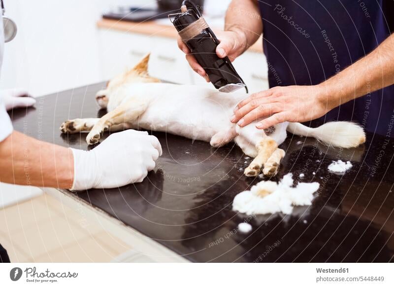 Hund in Tierklinik wird vor Operation rasiert Hunde untersuchen prüfen rasieren Rasur Tierarzt Tiermediziner Tierärzte Veterinär Veterinäre Haustier Haustiere
