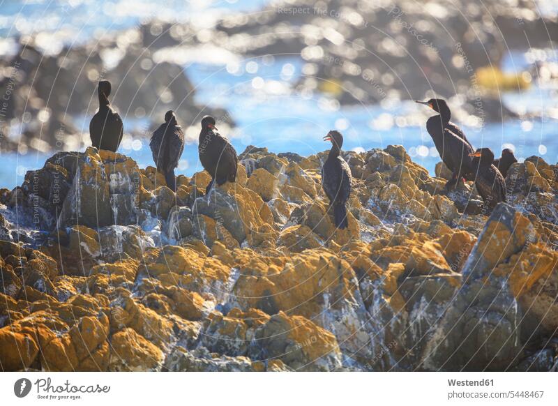 Südafrika, Kapstadt, Robben Island, Vögel auf den Felsen Vogel Aves Voegel Fokus Auf Den Vordergrund Fokus Auf Dem Vordergrund Textfreiraum Gemeinschaft Ufer
