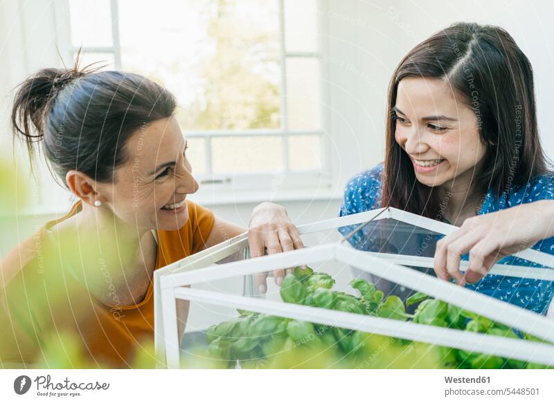 Zwei Frauen kümmern sich um Kräuter in einem Glaskasten lächeln weiblich Kraeuter Kraut Erwachsener erwachsen Mensch Menschen Leute People Personen Pflanze