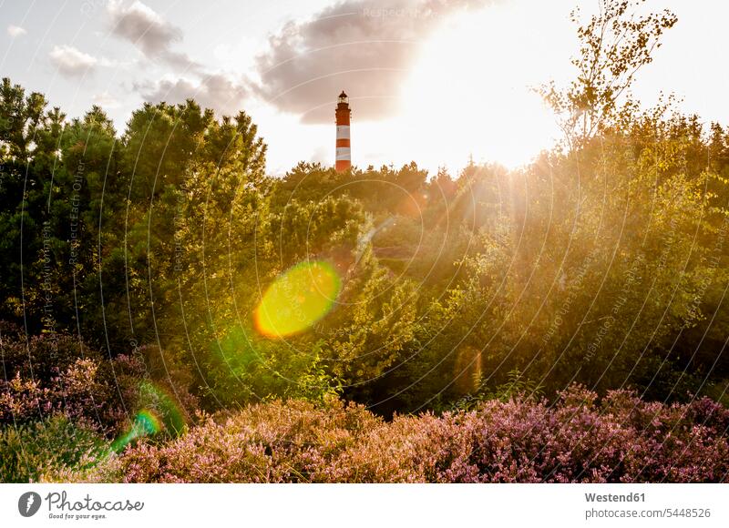 Deutschland, Amrum, Blick auf Leuchtturm im Gegenlicht Vegetation Nordfriesland Reise Travel Baum Bäume Baeume Abgeschiedenheit Einsamkeit abgeschieden