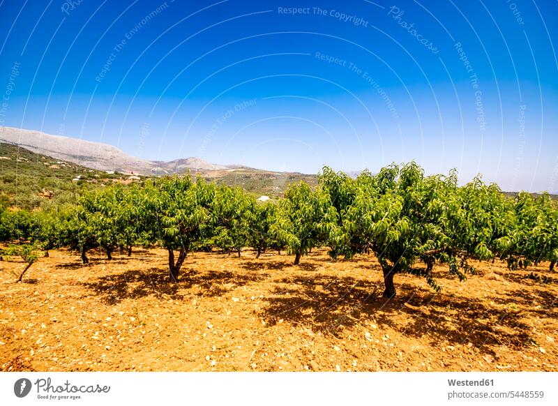 Spanien, Mondron, Pfirsichbäume im Obstgarten Niemand Pfirsichbaum Pfirsichbaeume Berg Berge Sonnenlicht Obsthain wolkenlos ohne Wolken Textfreiraum