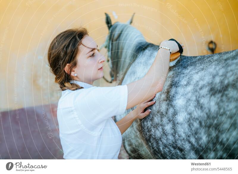 Junge Frau pflegt Pferd striegeln Reiterhof Pferdehof Reithof weiblich Frauen Equus caballus Erwachsener erwachsen Mensch Menschen Leute People Personen