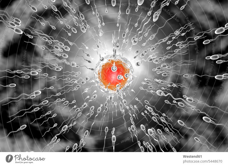3D-gerenderte Illustration, Visualisierung von Spermien, die zu einer Eizelle rasen, um sie zu befruchten Bewegung sich bewegen Fülle Fuelle Vorteil vorteilhaft