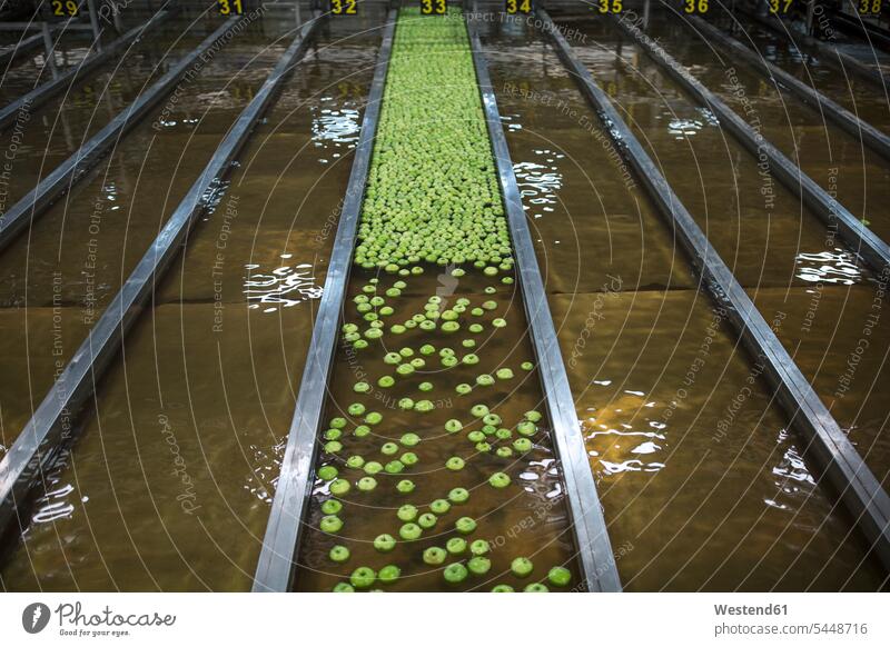 Grüne Äpfel in der Fabrik werden gewaschen Food and Drink Lebensmittel Essen und Trinken Nahrungsmittel Industrie industriell Gewerbe Industrien