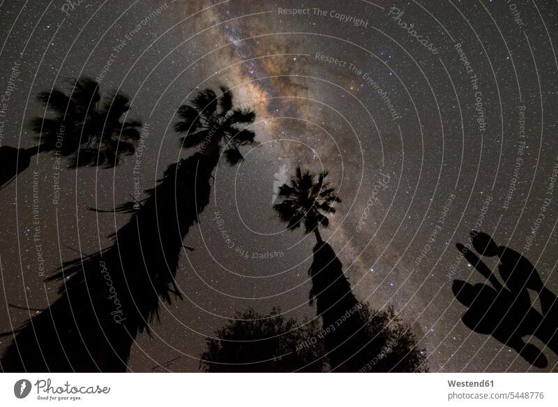 Namibia, Region Khomas, bei Uhlenhorst, Astrofoto, Band der Milchstraße mit Galaktischem Zentrum mit Palmen und Kakteen im Vordergrund Silhouette Umriß