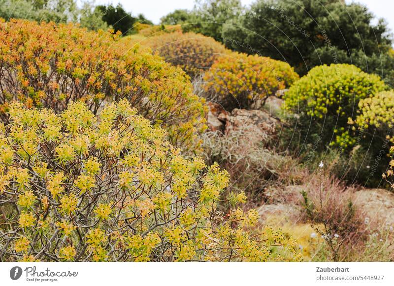Gelbe Blumen und Büsche auf Sardinien Ginster gelb Weg Natur wandern Urlaub Landschaft Pflanze grün Sträucher Ferien & Urlaub & Reisen Sommer Hügel
