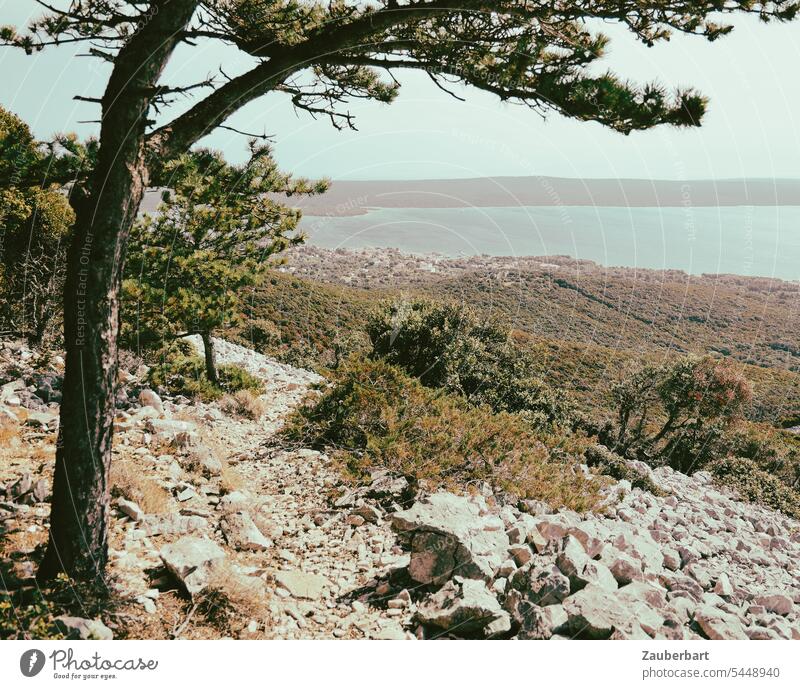 Mittelmeer, Baum und Geröll auf einer kroatischen Insel Meer Kroatien Buschwerk Büsche Macchia grün wandern Landschaft Urlaub Ferien & Urlaub & Reisen Sommer