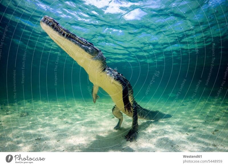 Mexiko, Amerikanisches Krokodil unter Wasser Natur schwimmen tauchen Gewässer Faszination Ehrfurcht einflößend faszinierend Tiermotive Tierthemen Unterwasser