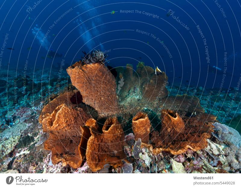 Indonesien, Bali, Nusa Lembonga, Nusa Penida, Taucher und brauner Vasenschwamm, Callyspongia sp.02 Schwamm Schwämme Meer Meere Korallenriff Korallenriffe