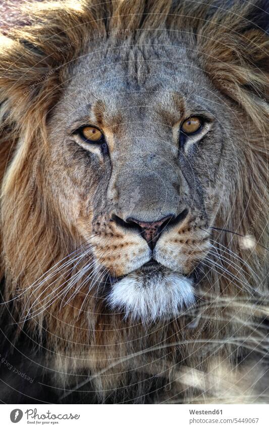 Porträt eines Löwen beobachten zuschauen ansehen ein Tier 1 Einzelnes Tier eins einzeln Außenaufnahme draußen im Freien Vorderansicht frontal von vorne