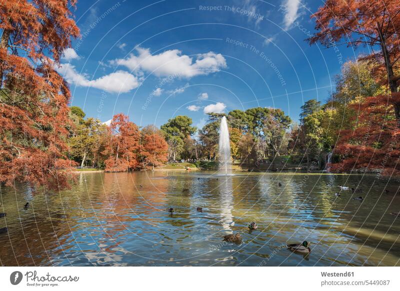 Spanien, Madrid, Retiro Park im Herbst Wolke Wolken Außenaufnahme draußen im Freien Parkanlagen Parks Wasser herbstlich Ente Enten Anatinae Gewässer See Seen