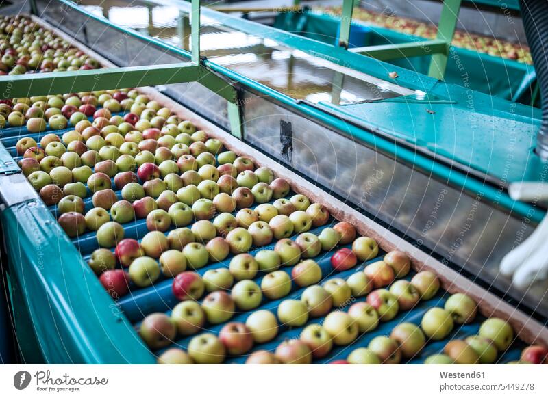 Äpfel in der Fabrik auf Förderband Industrie industriell Gewerbe Industrien Maschine Maschinen Automatisierung Gurtförderer Fließband Förderbänder Bandförderer