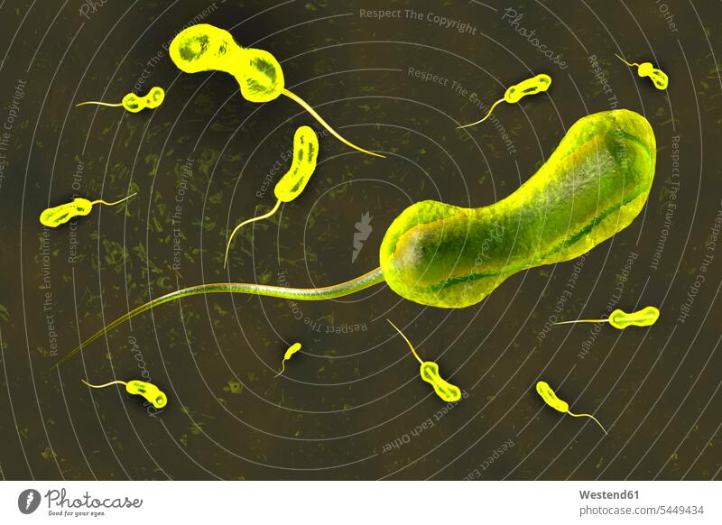 3D-gerenderte Illustration einer anatomisch korrekten Konvergenz zu einem Bakterium Vibrio cholerae, das die berühmte Cholera-Krankheit verursacht
