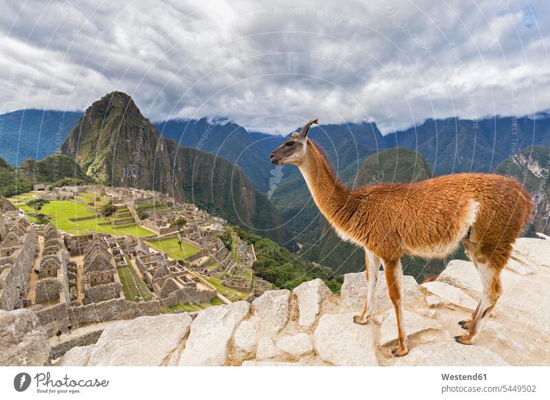 Peru, Anden, Urubamba-Tal, Lama bei Machu Picchu mit dem Berg Huayna Picchu Berge Ruine Ruinenstätte Ruinenstaette Architektur Baukunst Außenaufnahme draußen