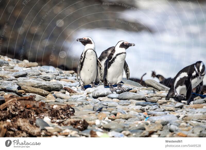 Südafrika, Kapstadt, Robben Island, Pinguine auf den Felsen Gemeinsam Zusammen Miteinander Textfreiraum Gemeinschaft Ufer Wildleben wildlife steinig Tiermotive