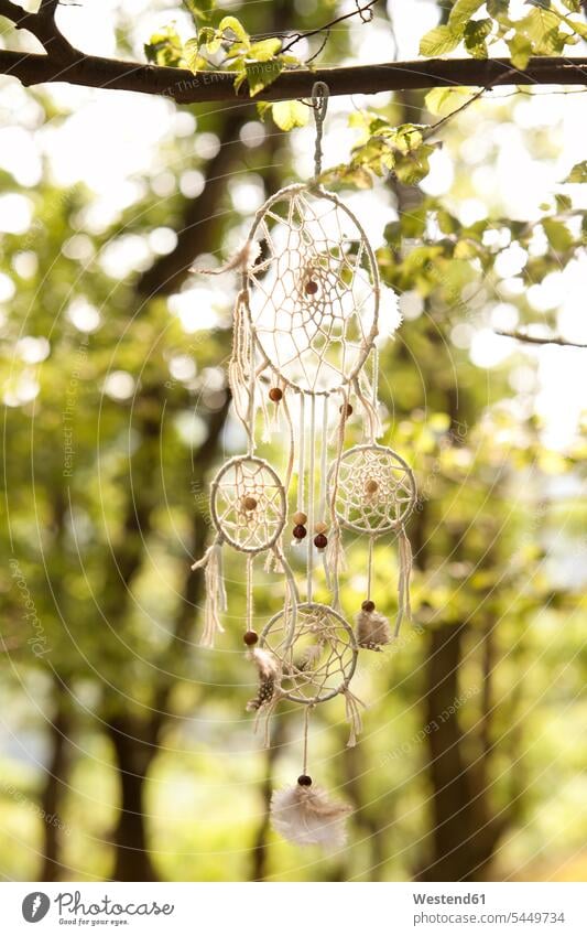 Traumfänger im Baum Bäume Baeume Traumfaenger hängen Ast Aeste Äste Natur Außenaufnahme draußen im Freien filigran Kreativität selbstgemacht dekorativ