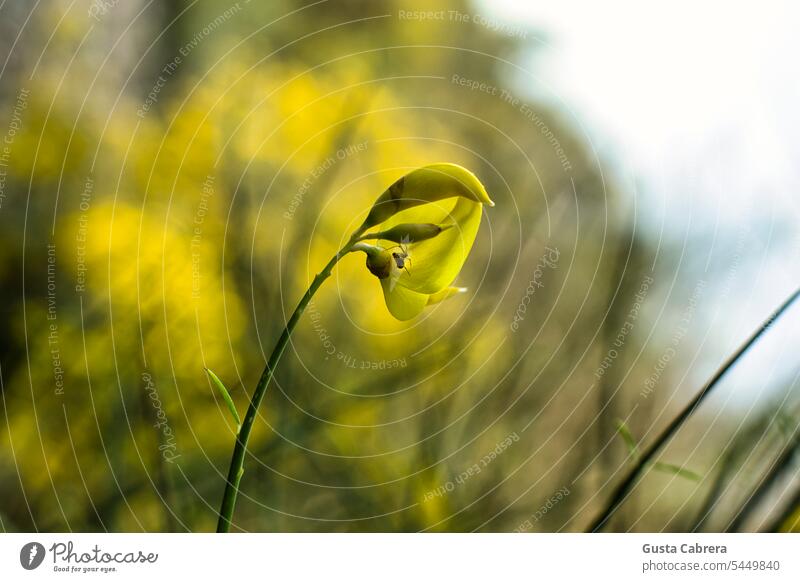 Gelbe Blume mit einer Spinne darin und einem gelben Hintergrund mit einer tiefen Unschärfe. Blumen Blütenpflanze Natur Pflanze Blühend Farbfoto natürlich