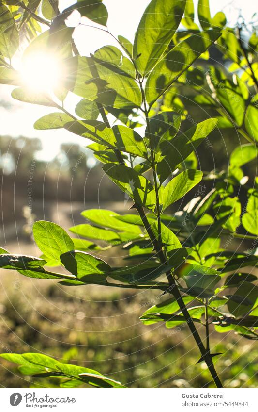 Sonnenlicht, das durch die Blätter von Pflanzen fällt. Sonnenlichtstrahlen Sonnenlicht Sonne Strahlen Sonnenstrahlen Natur Licht Außenaufnahme Landschaft Wald